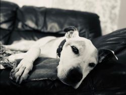 The American Bulldog (ambul) is a noble combination of independence, strength, and confidence in ...