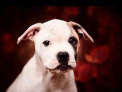 Ambul rightfully earned his honorary “title” – Bulldog Bulldogs. The breed is  ...