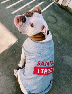 For the first time, Bulldogs appeared on the lands of England, where they were bred from Molossi ...