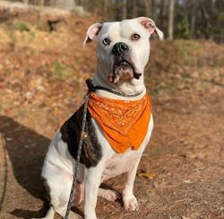 American Bulldogs were used as animals for bloody games until the early 19th century. After the  ...