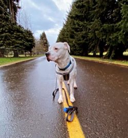 American Bulldogs have small, rounded eyes, set straight and wide. Their color ranges from nutty ...