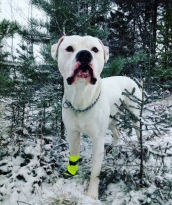 The jaws of the American Bulldog are quite wide. In this case, the lower one is slightly pushed  ...