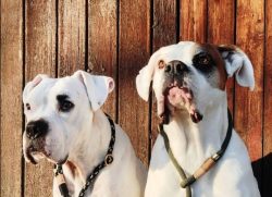 The muscular and powerful neck of the American Bulldogs is set at a 45-degree angle to the body. ...