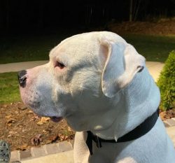 The American Bulldog has a slightly elongated body. Half the height of the dog at the withers is ...