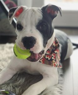 Forelimbs American Bulldogs set wide and parallel to each other. The shoulders and forearms are  ...