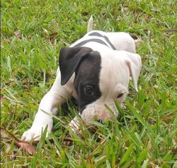 Most often, ambuli wool has brindle, white-brindle, white-red and white colors. Black, black and ...