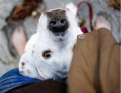 Ambul is ideal for those looking for a brave, intelligent, and selfless companion. The bulldog w ...