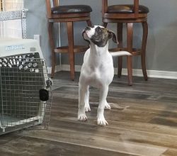 The formidable and imposing appearance of the American Bulldog hides friendliness and sociabilit ...