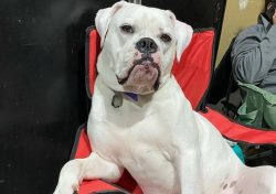 In critical situations, the bulldog will protect the owner from the last drop of blood. 