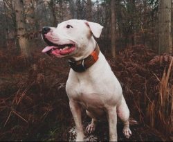 Get ready for sudden displays of love, when 40 kilograms of puppy tenderness will settle down on ...