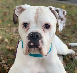 American Bulldogs get along well with children and are happy to take part in games. However, be  ...
