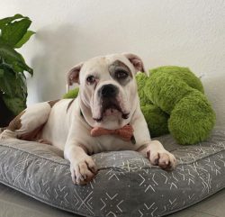 The breed is famous for its protective qualities. American Bulldogs have excellent hearing and s ...