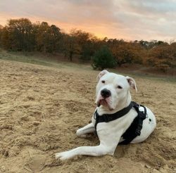 At the moment of danger, representatives of the American Bulldog breed remain cool and skillfull ...