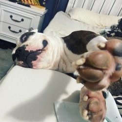American Bulldogs are wary of strangers even when they are near their owner. It may take them a  ...