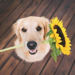During molting, golden leaves fluffy marks wherever possible, and daily brushing is not enough h ...