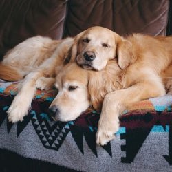 The shedding retriever is combed out twice a day using a brush and mitt to collect the hair. Den ...