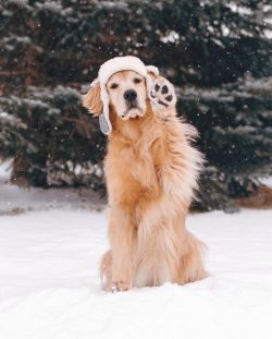 To remove the dog smell from the wool, you can moisten it with a solution prepared according to  ...