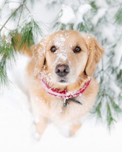 To reduce the amount of hair in the house, as well as to find tangled areas of the coat that can ...