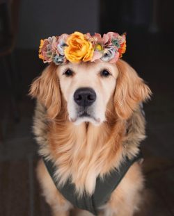 Many owners of golden retrievers complain that their dogs shed a lot, especially in the spring.