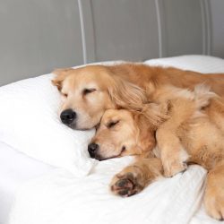 Having bought a pet of the Golden Retriever breed, you can shorten the coat a little. The hair i ...