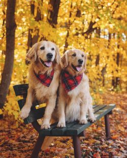 Important: Golden Retrievers are fed after a walk, not before.