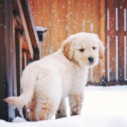 Meat for the dog is selected low-fat, with large veins and cartilage. Beef, lamb, rabbit, and tu ...