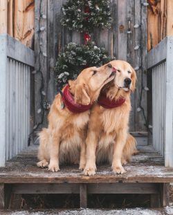 The daily norm of the product is as follows: 10-20 grams of meat per kilogram of dog weight. The ...