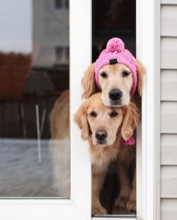 Golden Retrievers can be fed with natural products or dried. In the first case, about 50% of the ...