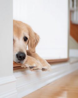 Brushing Golden’s teeth is a laborious but necessary process. If you cannot clean the oral ...