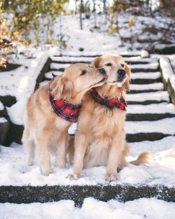 The eyes and ears are hassle-free for the distribution of Golden Retrievers, so a standard weekl ...