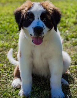 With impressive height and considerable weight, St. Bernard is amazingly gentle and peaceful. Se ...