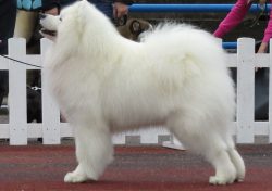 The Samoyed dog is one of the oldest dog breeds. There are currently 7 standards for the Samoyed ...