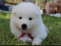 Samoyed dogs were used for herding deer, hunting, transport, and sometimes as nannies for small  ...