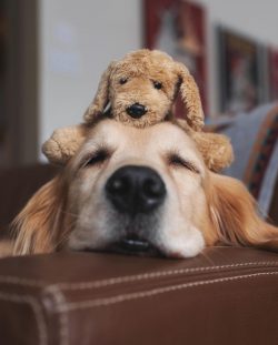 Pumpkin, carrots, cabbage, turnips, and beets are especially useful for golden retrievers.