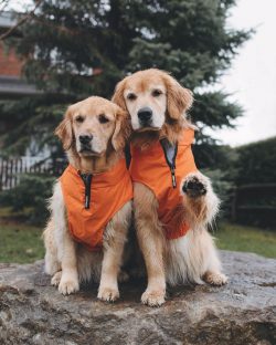 Puppies, whose skeleton is still being formed, need more calcium, therefore, up to 4 months old, ...