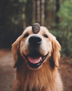 How many times to feed. Up to 4 months old, golden retriever puppies receive food 5 times a day. ...