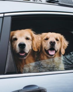 Golden Retrievers are walked for at least two hours a day. 