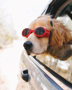 It is not at all necessary to observe the same length of walks for Golden Retrievers. For exampl ...