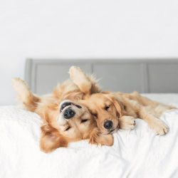 If the animal lives in an apartment, then up to four months it should not be allowed to go down  ...