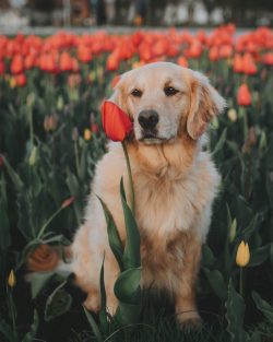 Golden Retrievers love water treatments, so during a walk, the puppy will certainly try to measu ...