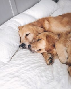 Golden Retrievers love water, therefore, if you notice a pothole filled with water on the way, i ...