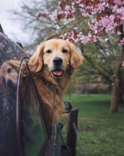 The main diseases of the Golden Retriever, mentioned in almost every reference book, are retinal ...