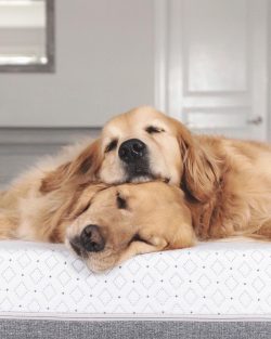 Goldens are one of the most “profitable” pets for veterinary clinics, and their owne ...