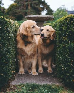 Swimming in a pond, river, or lake for a dog is gymnastics and psychotherapy in one bottle, so w ...