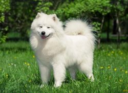 The name of the dogs comes from the fact that they were previously harnessed to a sled, and agai ...