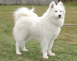 Created in order to hunt, carry sleds, and grazing deer, the Samoyed dog was a loyal companion f ...