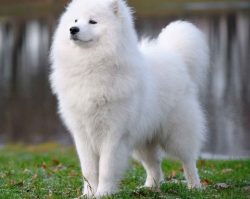 By nature Samoyeds, or, as they are also called, “White Arctic Spitz” – friend ...