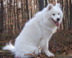 Medium size elegant white dog. Very “talkative”. Power, endurance, charm, softness,  ...