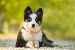The diet of a Yakut Laika puppy must include meat, fish, eggs, dairy products, fruits, and veget ...