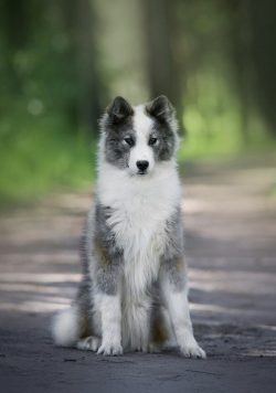 Laika does not belong to watchdogs, she is an ideal hunter, and also a sled dog.